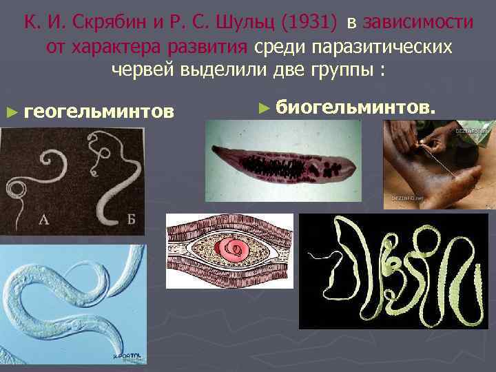 К. И. Скрябин и Р. С. Шульц (1931) в зависимости от характера развития среди