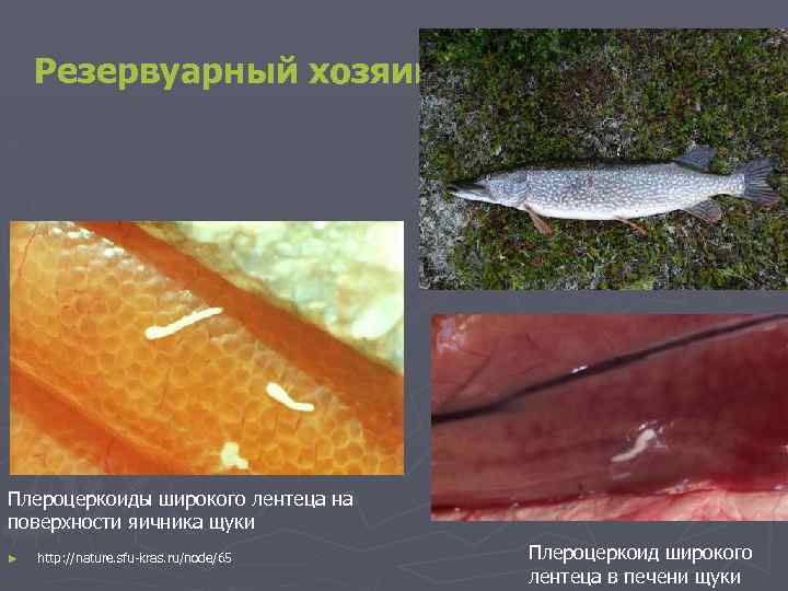 Резервуарный хозяин Плероцеркоиды широкого лентеца на поверхности яичника щуки ► http: //nature. sfu-kras. ru/node/65