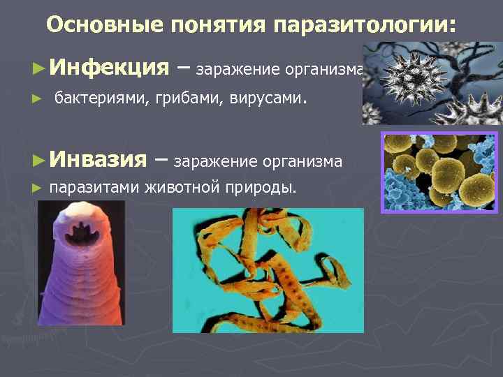 Основные понятия паразитологии: ► Инфекция ► бактериями, грибами, вирусами. ► Инвазия ► – заражение