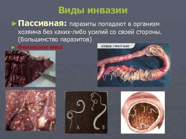 Виды инвазии ► Пассивная: паразиты попадают в организм хозяина без каких-либо усилий со своей