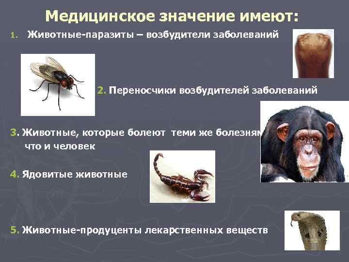 Медицинское значение имеют: 1. Животные-паразиты – возбудители заболеваний 2. Переносчики возбудителей заболеваний 3. Животные,