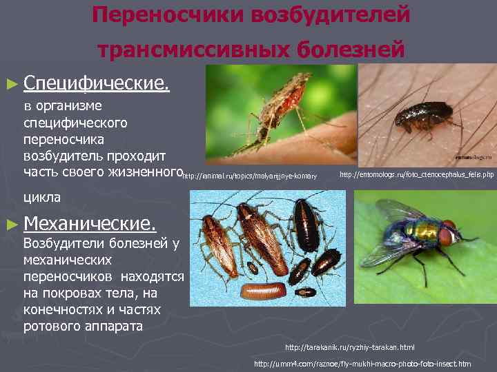 Переносчики возбудителей трансмиссивных болезней ► Специфические. в организме специфического переносчика возбудитель проходит часть своего