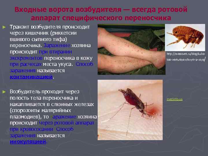 Входные ворота возбудителя — всегда ротовой аппарат специфического переносчика ► ► Транзит возбудителя происходит