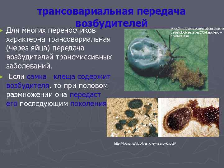 трансовариальная передача возбудителей Для многих переносчиков характерна трансовариальная (через яйца) передача возбудителей трансмиссивных заболеваний.