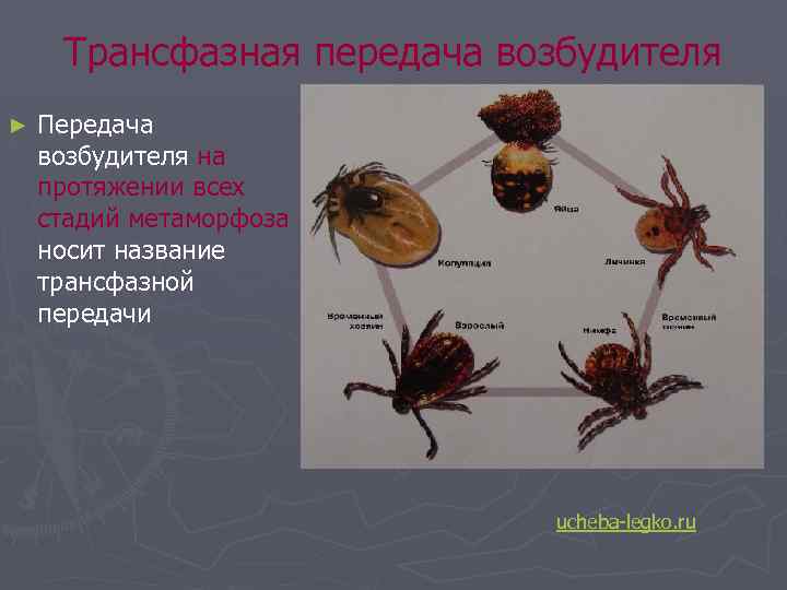 Трансфазная передача возбудителя ► Передача возбудителя на протяжении всех стадий метаморфоза носит название трансфазной