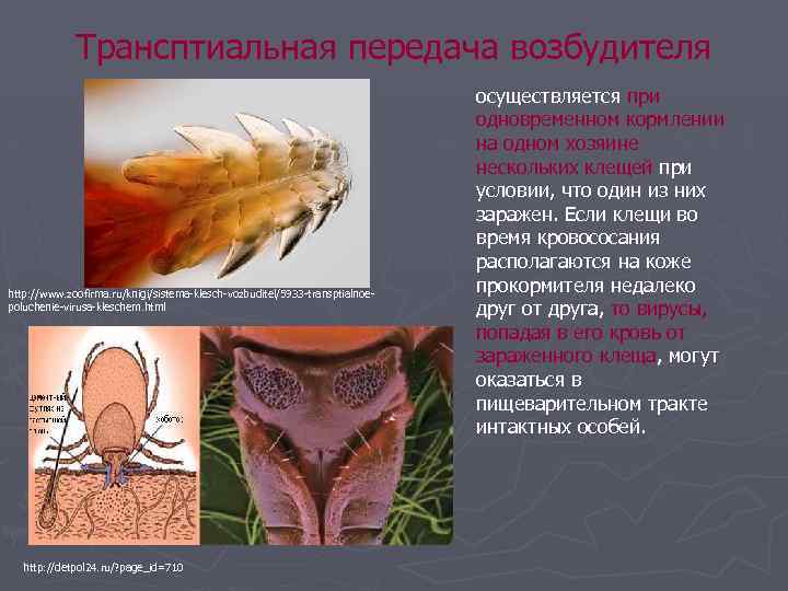 Трансптиальная передача возбудителя http: //www. zoofirma. ru/knigi/sistema-klesch-vozbuditel/5933 -transptialnoepoluchenie-virusa-kleschem. html http: //detpol 24. ru/? page_id=710