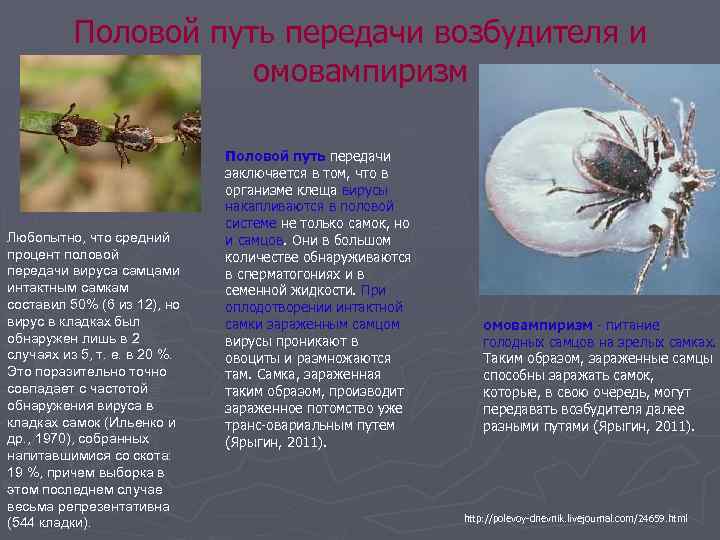Половой путь передачи возбудителя и омовампиризм Любопытно, что средний процент половой передачи вируса самцами