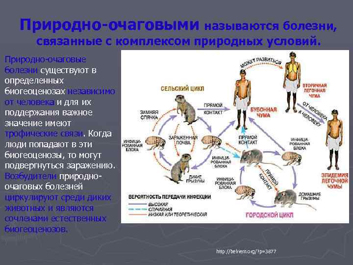 Природно-очаговыми называются болезни, связанные с комплексом природных условий. Природно-очаговые болезни существуют в определенных биогеоценозах