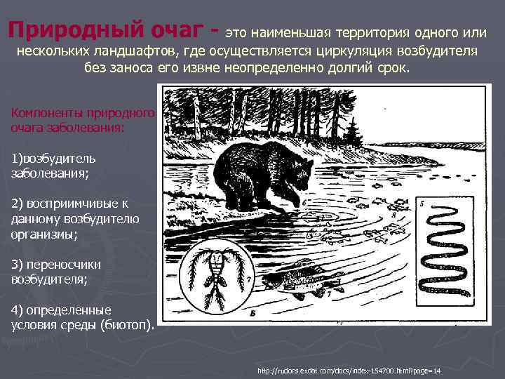 Природный очаг - это наименьшая территория одного или нескольких ландшафтов, где осуществляется циркуляция возбудителя