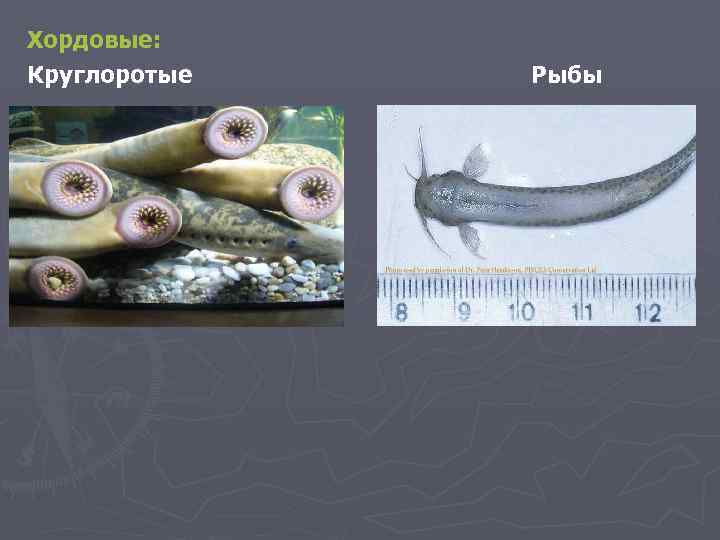 Хордовые: Круглоротые Рыбы 