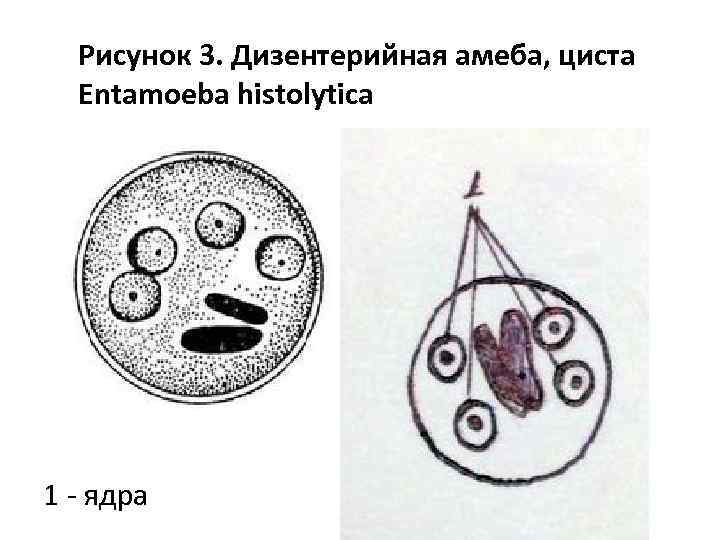 Амеба дизентерийная строение рисунок