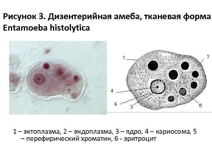 Рисунок 3. Дизентерийная амеба, тканевая форма Entamoeba histolytica 1 – эктоплазма, 2 – эндоплазма,