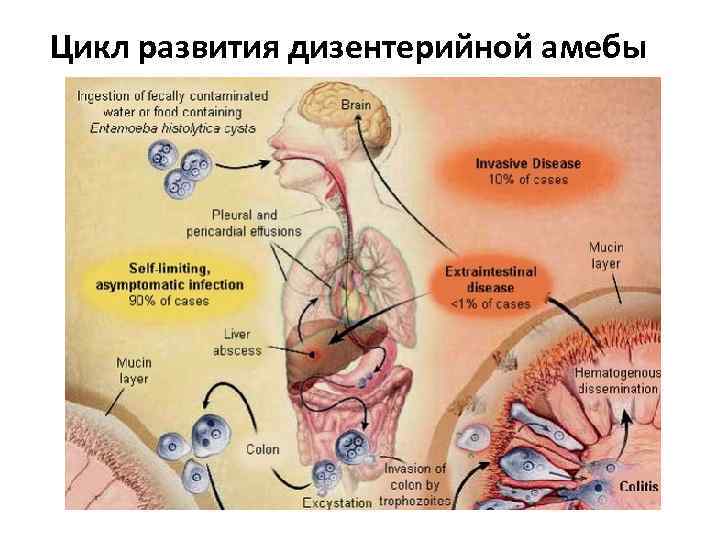 Цикл развития дизентерийной амебы 