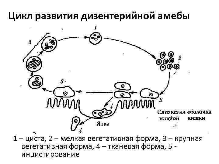 Цикл развития дизентерийной амебы 1 – циста, 2 – мелкая вегетативная форма, 3 –