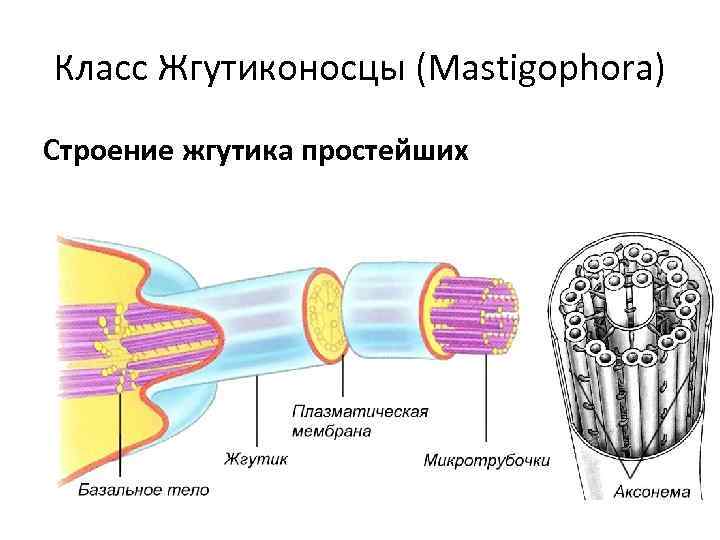 Класс Жгутиконосцы (Mastigophora) Строение жгутика простейших 