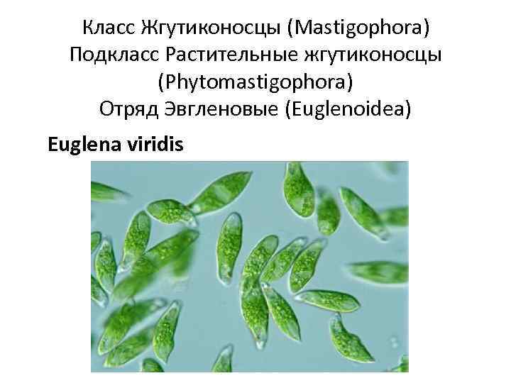 Класс Жгутиконосцы (Mastigophora) Подкласс Растительные жгутиконосцы (Phytomastigophora) Отряд Эвгленовые (Euglenoidea) Euglena viridis 