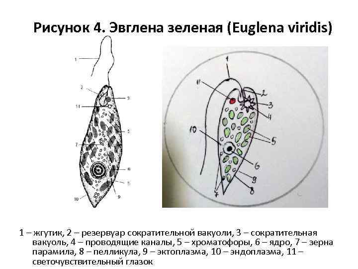 Эвглена зеленая рисунок