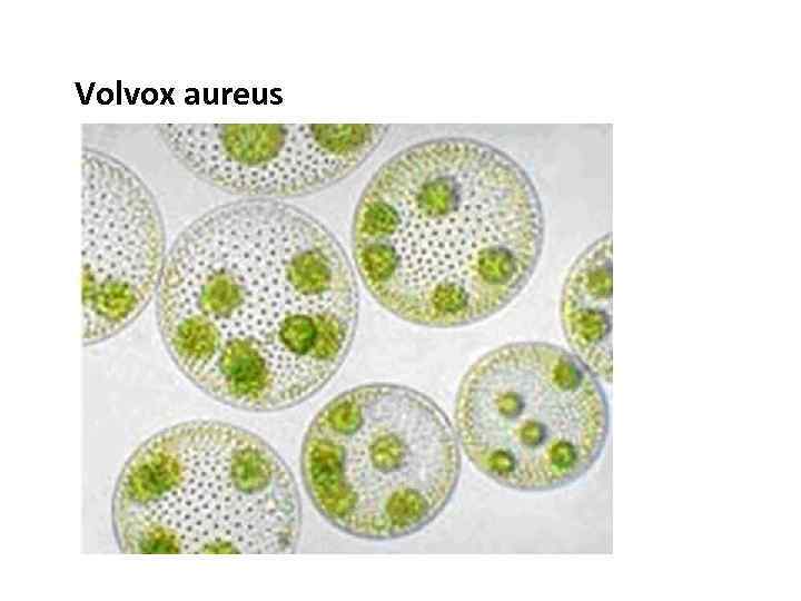 Volvox aureus 