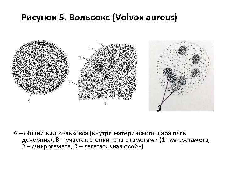 Рисунок 5. Вольвокс (Volvox aureus) А – общий вид вольвокса (внутри материнского шара пять