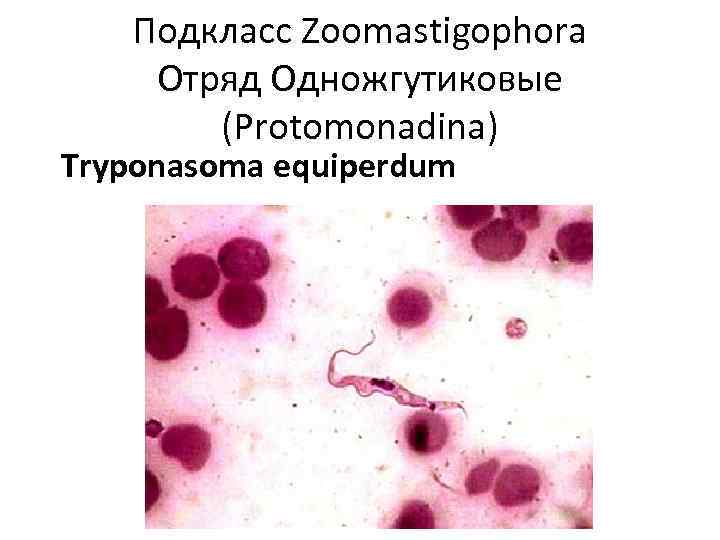 Подкласс Zoomastigophora Отряд Одножгутиковые (Protomonadina) Tryponasoma equiperdum 