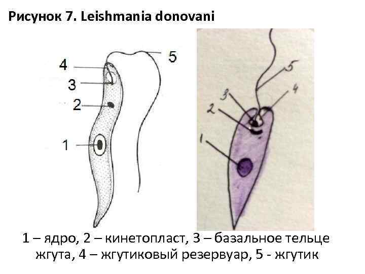 Лейшмания строение рисунок