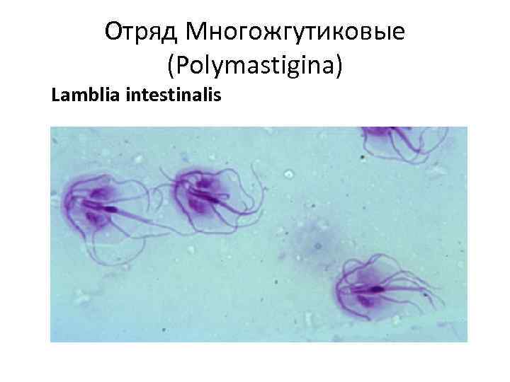 Отряд Многожгутиковые (Polymastigina) Lamblia intestinalis 