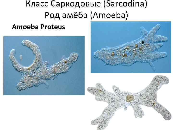 Класс Саркодовые (Sarcodina) Род амёба (Amoeba) Amoeba Proteus 