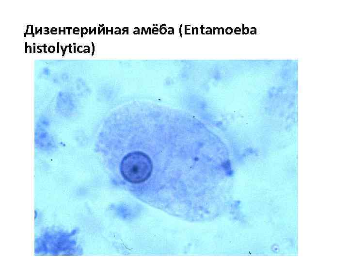 Дизентерийная амёба (Entamoeba histolytica) 