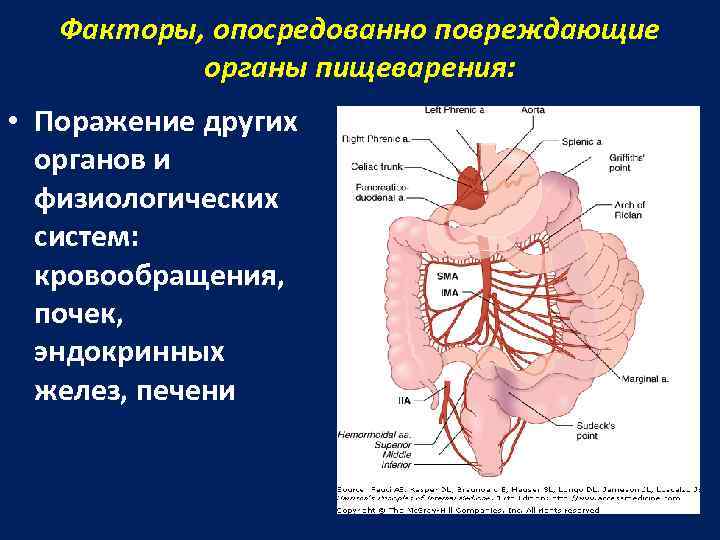 Факторы, опосредованно повреждающие органы пищеварения: • Поражение других органов и физиологических систем: кровообращения, почек,