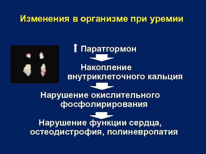 Изменения в организме при уремии Паратгормон Накопление внутриклеточного кальция Нарушение окислительного фосфолирирования Нарушение функции