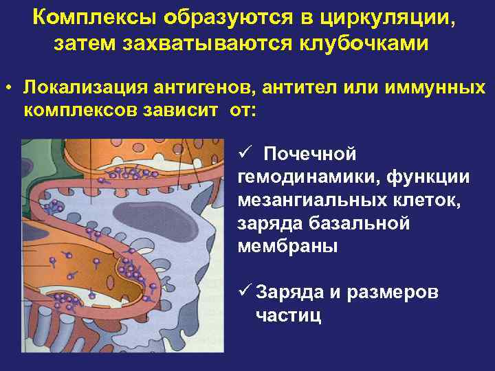  Комплексы образуются в циркуляции, затем захватываются клубочками • Локализация антигенов, антител или иммунных