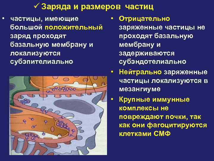 ü Заряда и размеров частиц • частицы, имеющие • Отрицательно большой положительный заряженные частицы