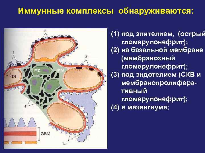 Иммунные образования