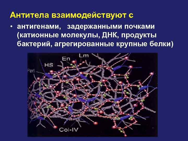 Антитела взаимодействуют с • антигенами, задержанными почками (катионные молекулы, ДНК, продукты бактерий, агрегированные крупные