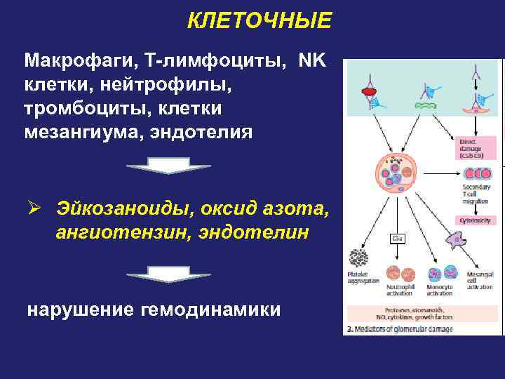 КЛЕТОЧНЫЕ Макрофаги, Т-лимфоциты, NK клетки, нейтрофилы, тромбоциты, клетки мезангиума, эндотелия Ø Эйкозаноиды, оксид азота,