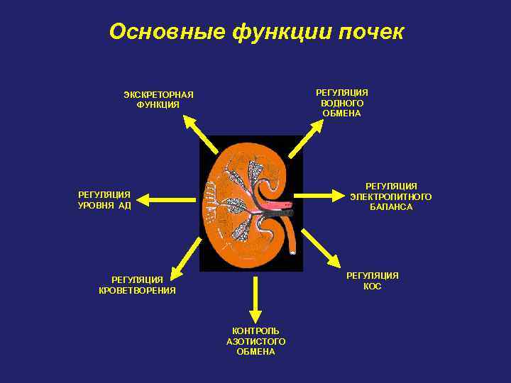 Основные функции почек РЕГУЛЯЦИЯ ВОДНОГО ОБМЕНА ЭКСКРЕТОРНАЯ ФУНКЦИЯ РЕГУЛЯЦИЯ ЭЛЕКТРОЛИТНОГО БАЛАНСА РЕГУЛЯЦИЯ УРОВНЯ АД