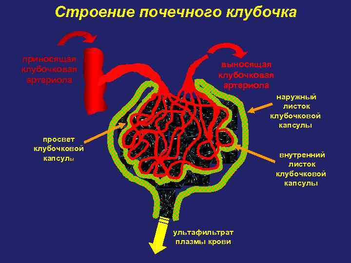 Клубочковый клиренс