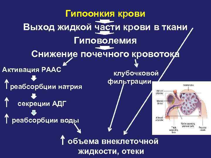 Гипоонкия крови Выход жидкой части крови в ткани Гиповолемия Снижение почечного кровотока Активация РААС