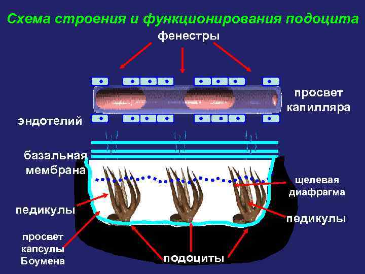 Схема строения и функционирования подоцита фенестры просвет капилляра эндотелий базальная мембрана щелевая диафрагма педикулы