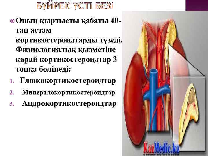  Оның қыртысты қабаты 40 - тан астам кортикостероидтарды түзеді. Физиологиялық қызметіне қарай кортикостероидтар