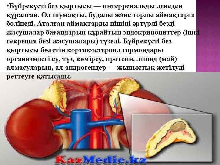  • Бүйрекүсті без қыртысы — интерренальды денеден қүралған. Ол шумақты, будалы және торлы