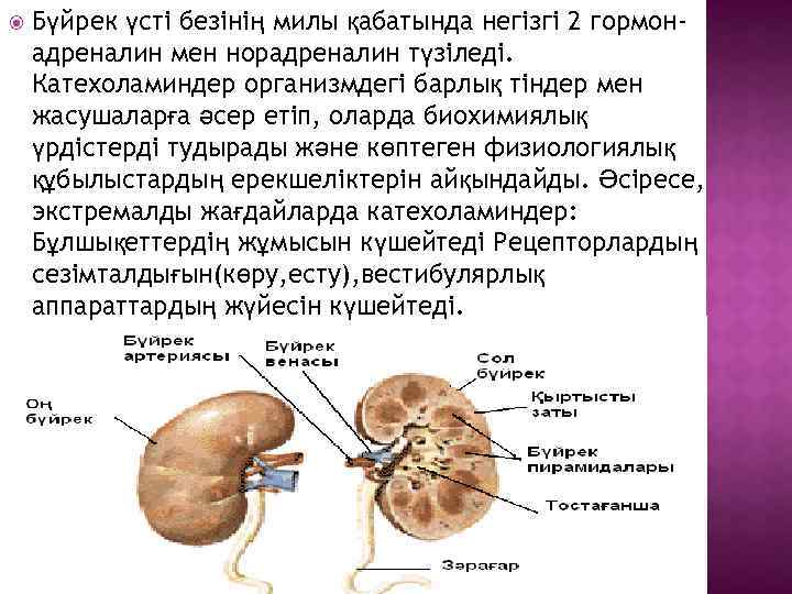  Бүйрек үсті безінің милы қабатында негізгі 2 гормонадреналин мен норадреналин түзіледі. Катехоламиндер организмдегі