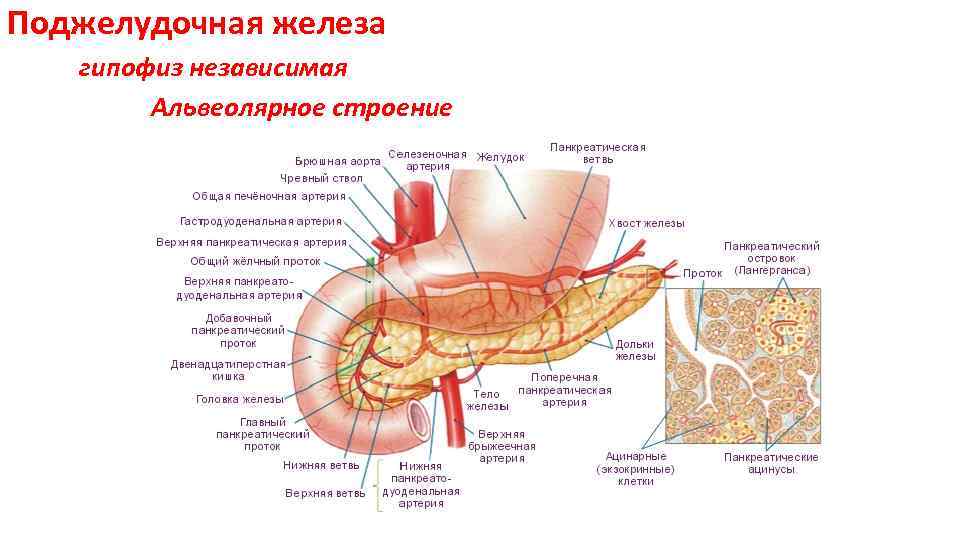 Поджелудочная железа гипофиз независимая Альвеолярное строение 