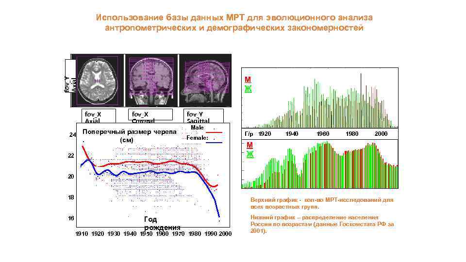 Использование базы данных МРТ для эволюционного анализа антропометрических и демографических закономерностей fov_Y Axial М