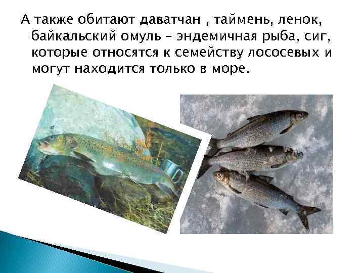 А также обитают даватчан , таймень, ленок, байкальский омуль – эндемичная рыба, сиг, которые