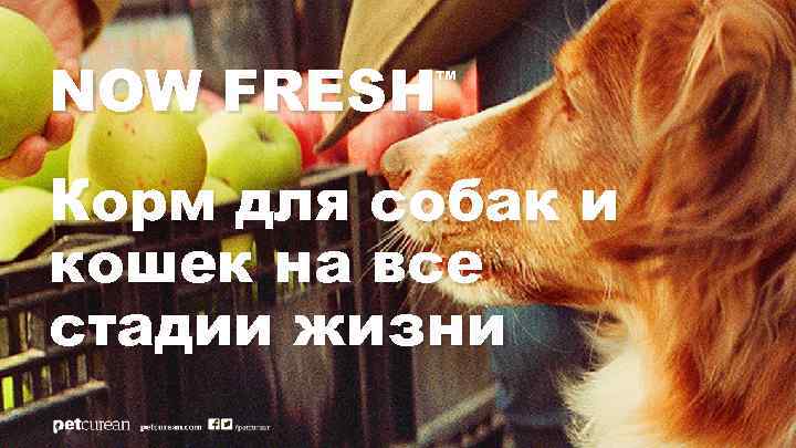NOW FRESH ™ Корм для собак и кошек на все стадии жизни 
