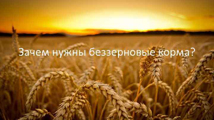Зачем нужны беззерновые корма? 