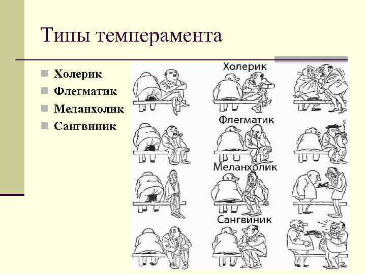 Типы темперамента n Холерик n Флегматик n Меланхолик n Сангвиник 