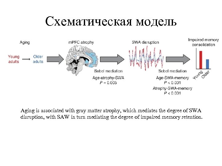 Схематическая модель Aging is associated with gray matter atrophy, which mediates the degree of