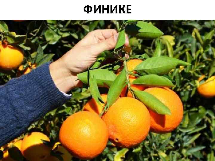 ФИНИКЕ 